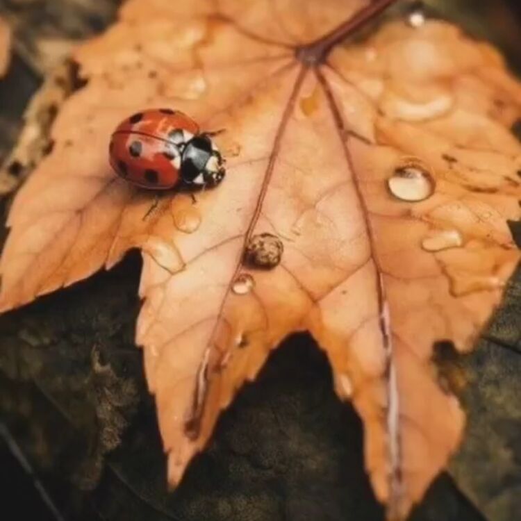 La Vida es Bella !