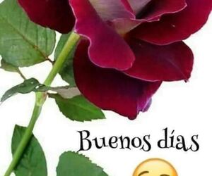 Bego?a