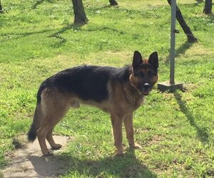 iaki