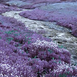 Brilla