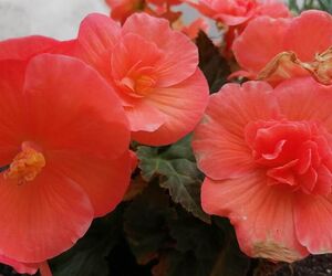 Flor Diez