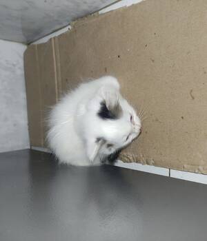 Iván