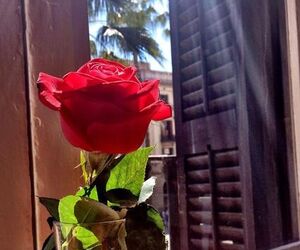 florecita