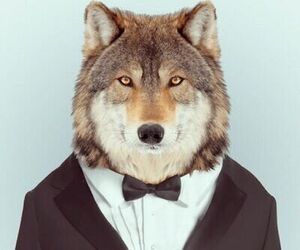Wolf