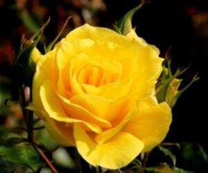 Amapola