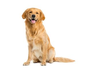 Pepa