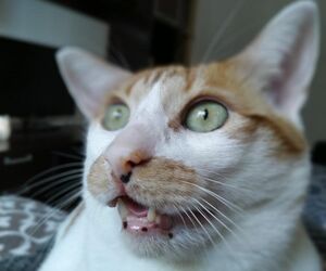 C.
