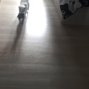 Zuri