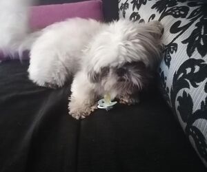 Pili