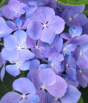 Lilibet