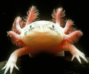 laputxaina