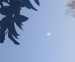 Luna74