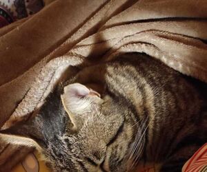 Catlover