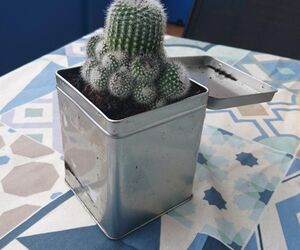 Cactus