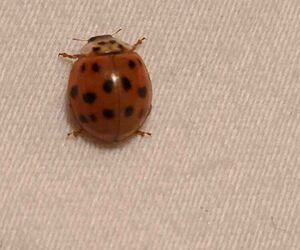 Ladybug