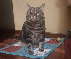 Dulzi