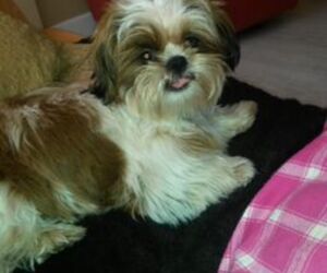 Maite