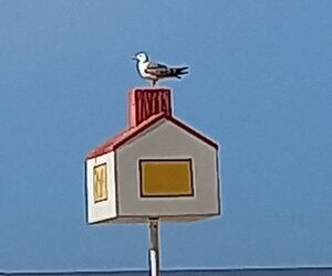 Gaviota