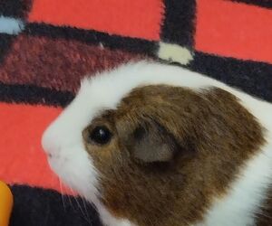 Fernando