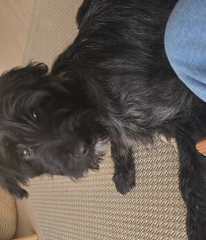 Bel