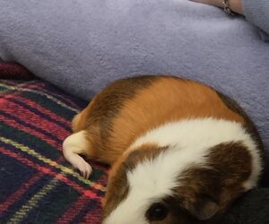 Fernando