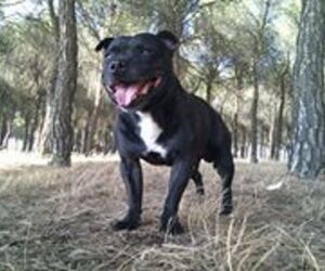 Staffy Eos