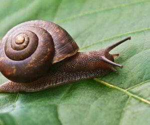Caracol mirico