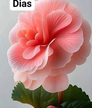 Susi