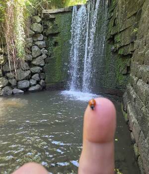 Ele
