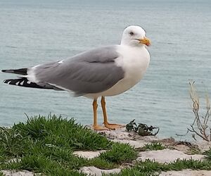 Gaviota