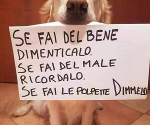Diana no busco