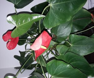 Sira