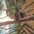 Iban