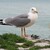 Gaviota
