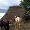 Rutas a caballo
