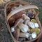 Salida micologica boletus 