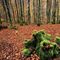 Ruta otoñal y bosque de hayedos: Ruta de 3 Burbonas en el parque natural del gorbea. 