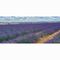 Campos de lavanda en Burgos