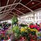 Diurna.Cafe y Paseo por Arenal.Tinglados.Mercadillo Flores y Plantas.Plaza Nueva 