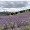 Campos de lavanda y mercado medieval