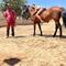  Caballo y Humano, en Busca de un lenguaje común 