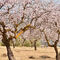 Excursión: Los Almendros en Flor desde Poza de la Sal
