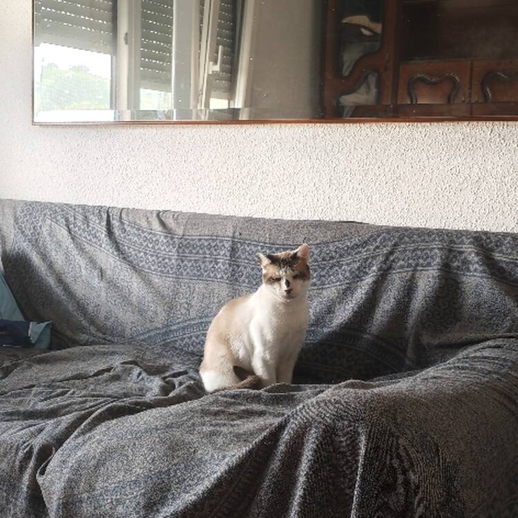 Foto de perfil de Iban