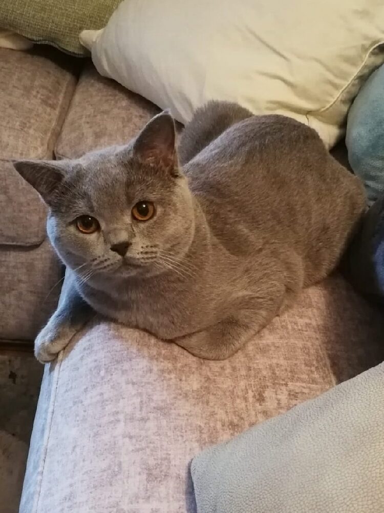 Foto de perfil de Charlie