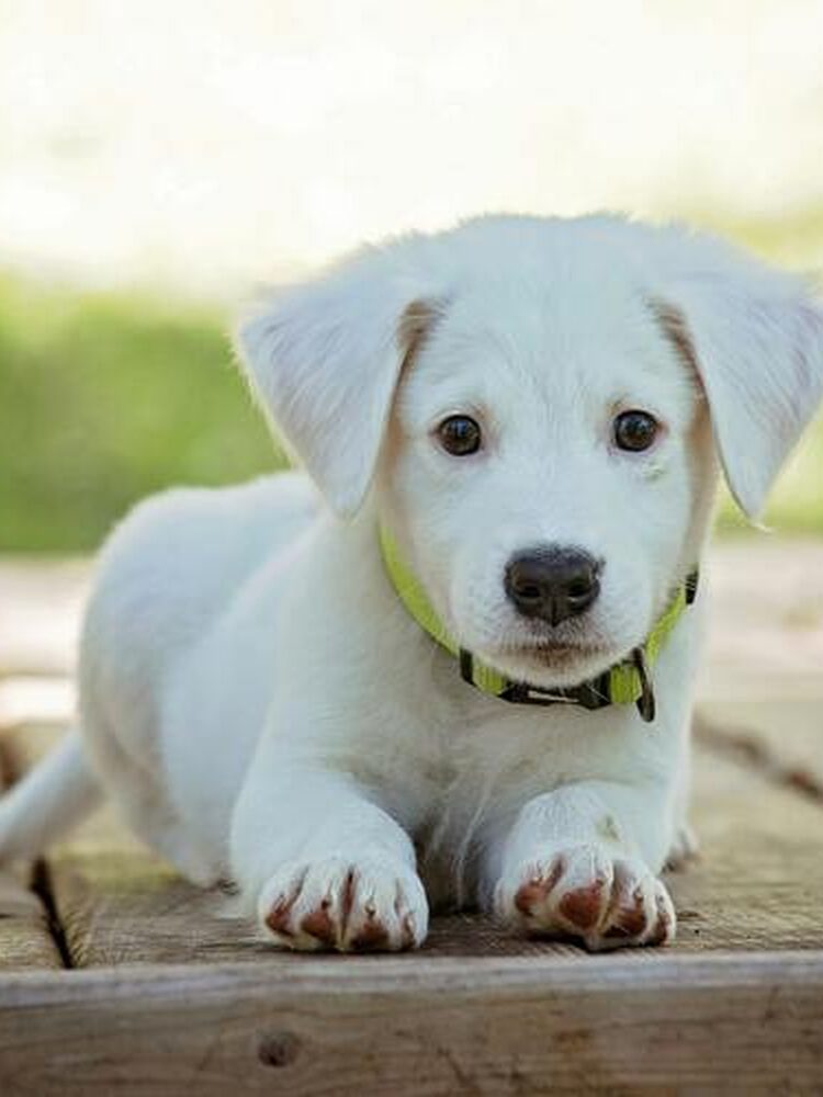 Foto de perfil de peco