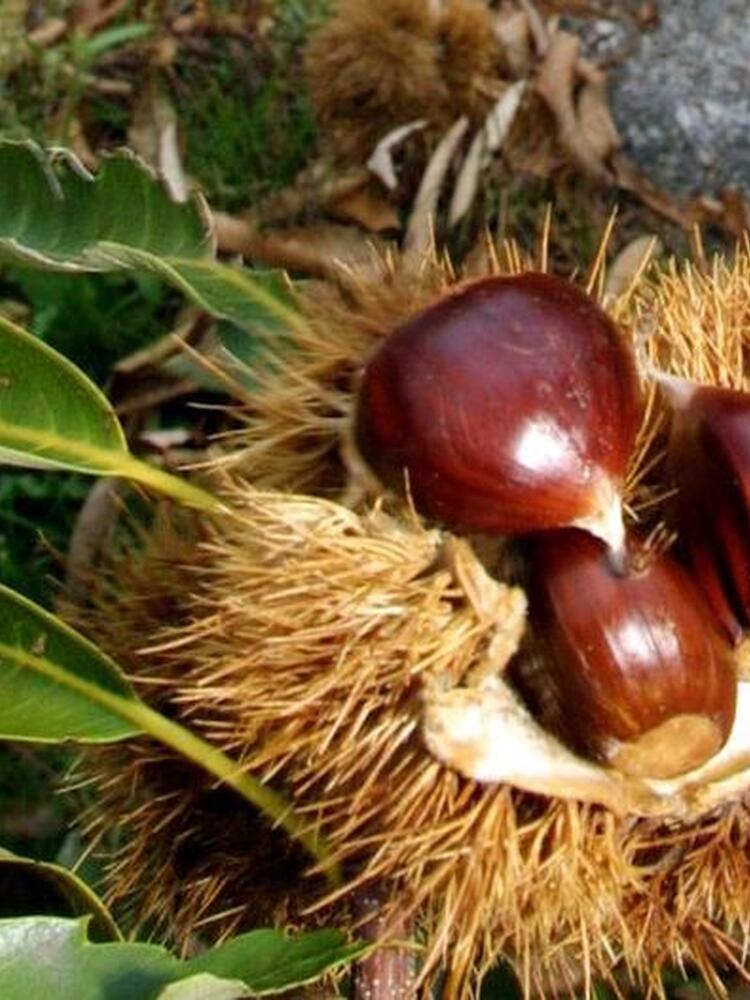 Foto de perfil de HaizeOker