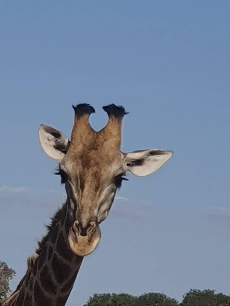 Foto de perfil de Cleo