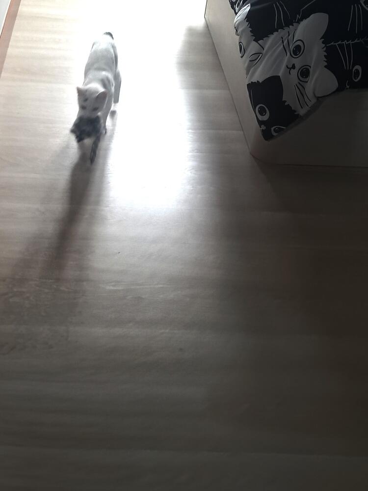 Foto de perfil de Zuri
