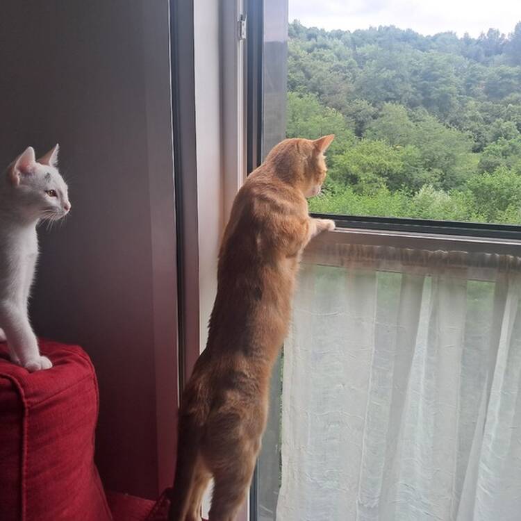 Foto de perfil de Zuri