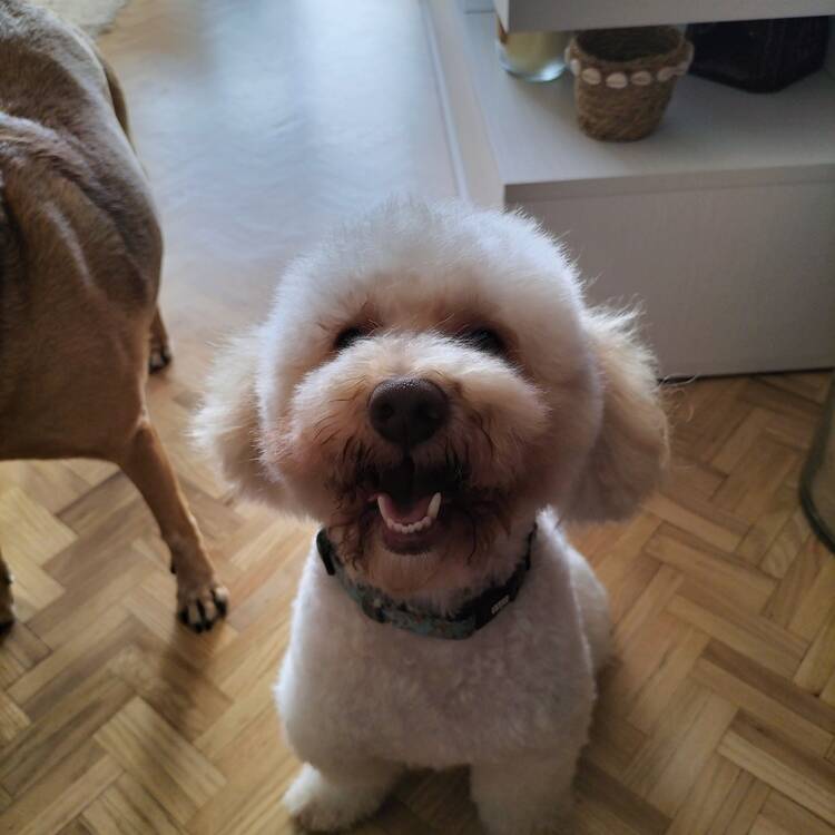 Foto de perfil de Pedro